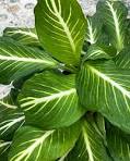 Dieffenbachia Sterling Dumb Cane White Veins