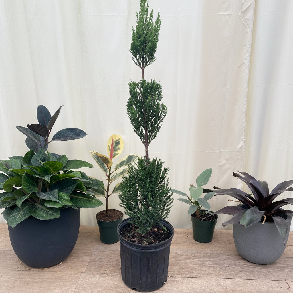Topiary 3-ball juniper