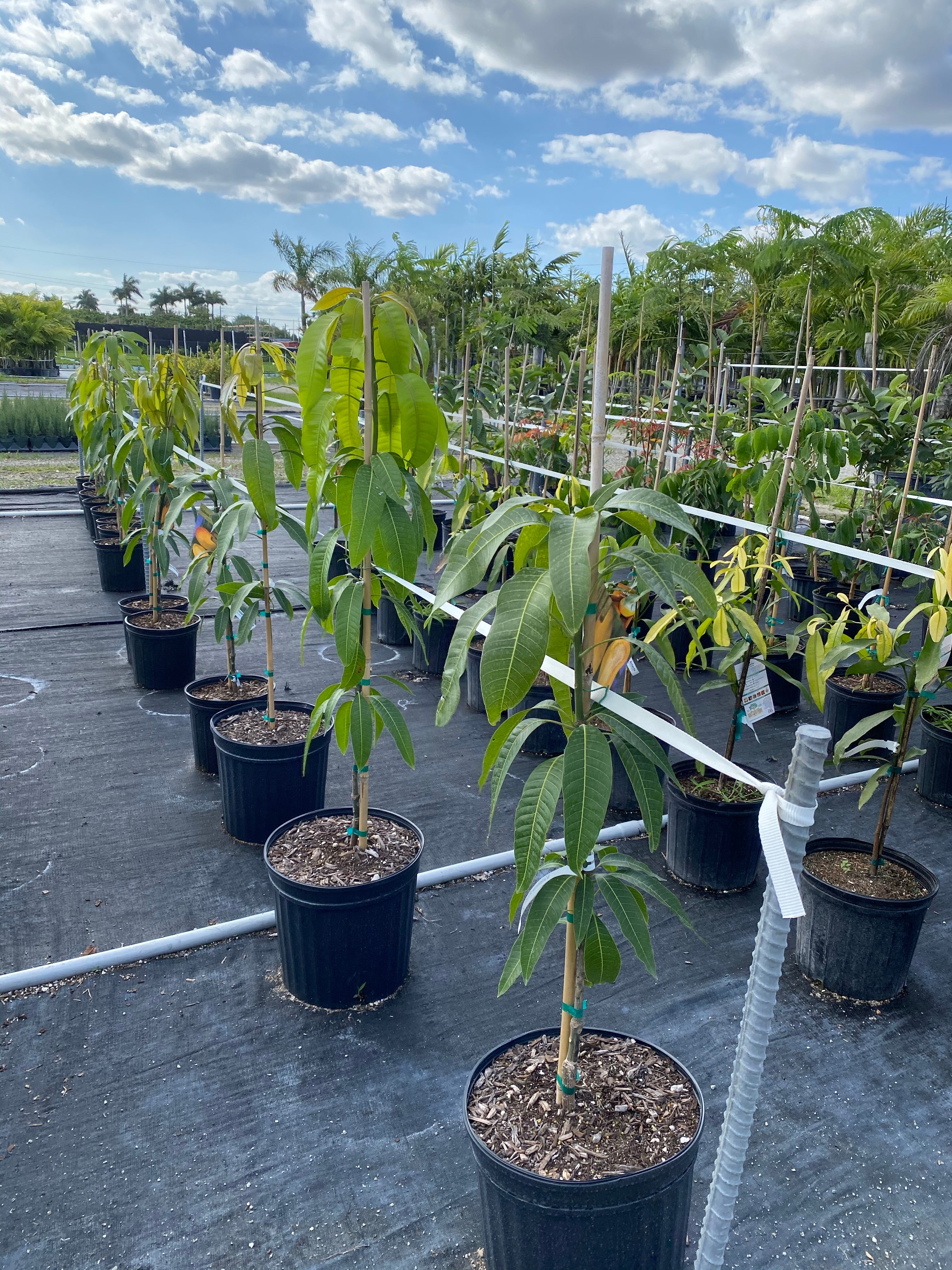 Valencia Pride Mango Fruit Tree, Mangifera indica