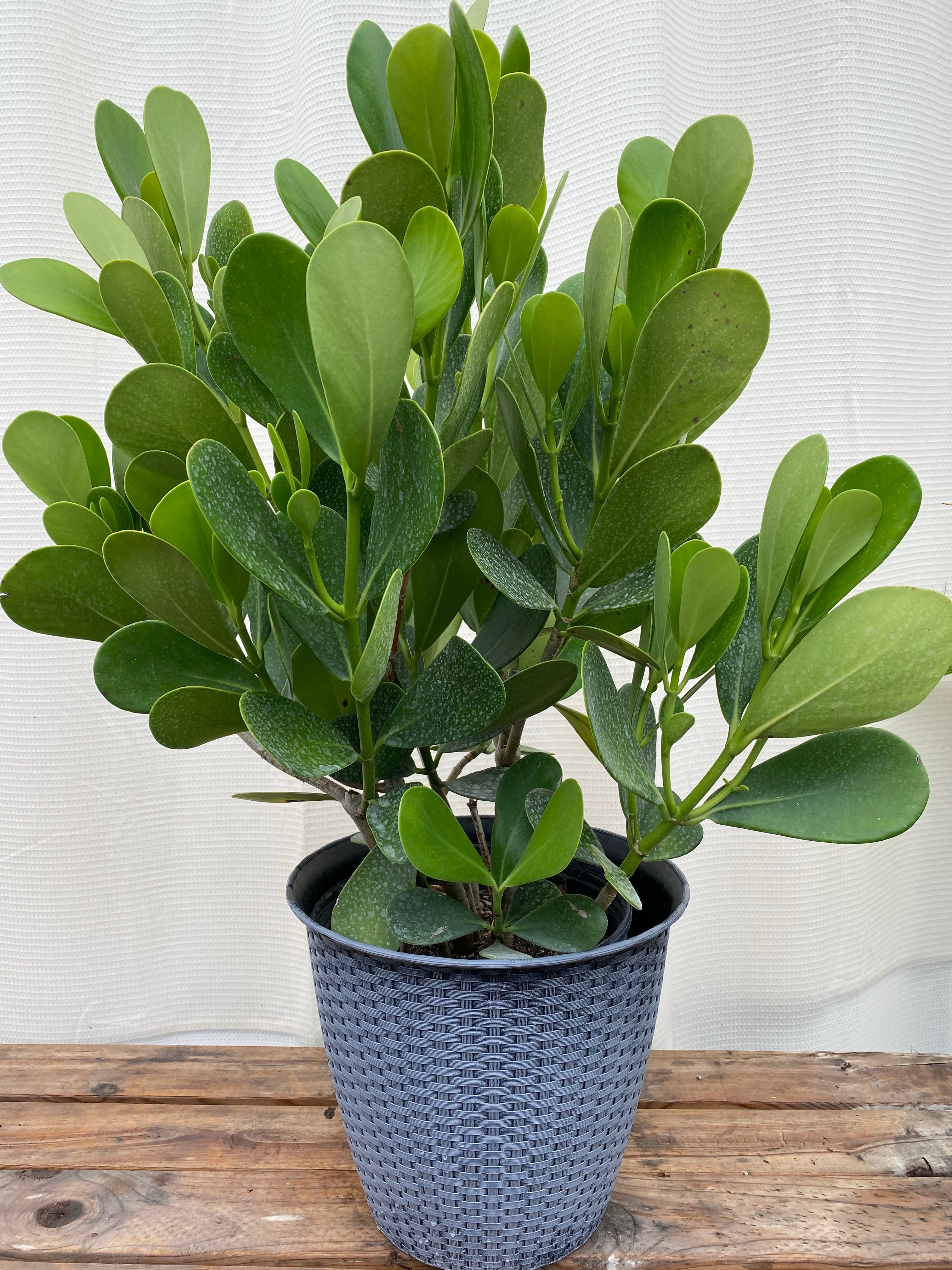 Clusia Guttifera Bush, Best Privacy Hedge Tree in a pot
