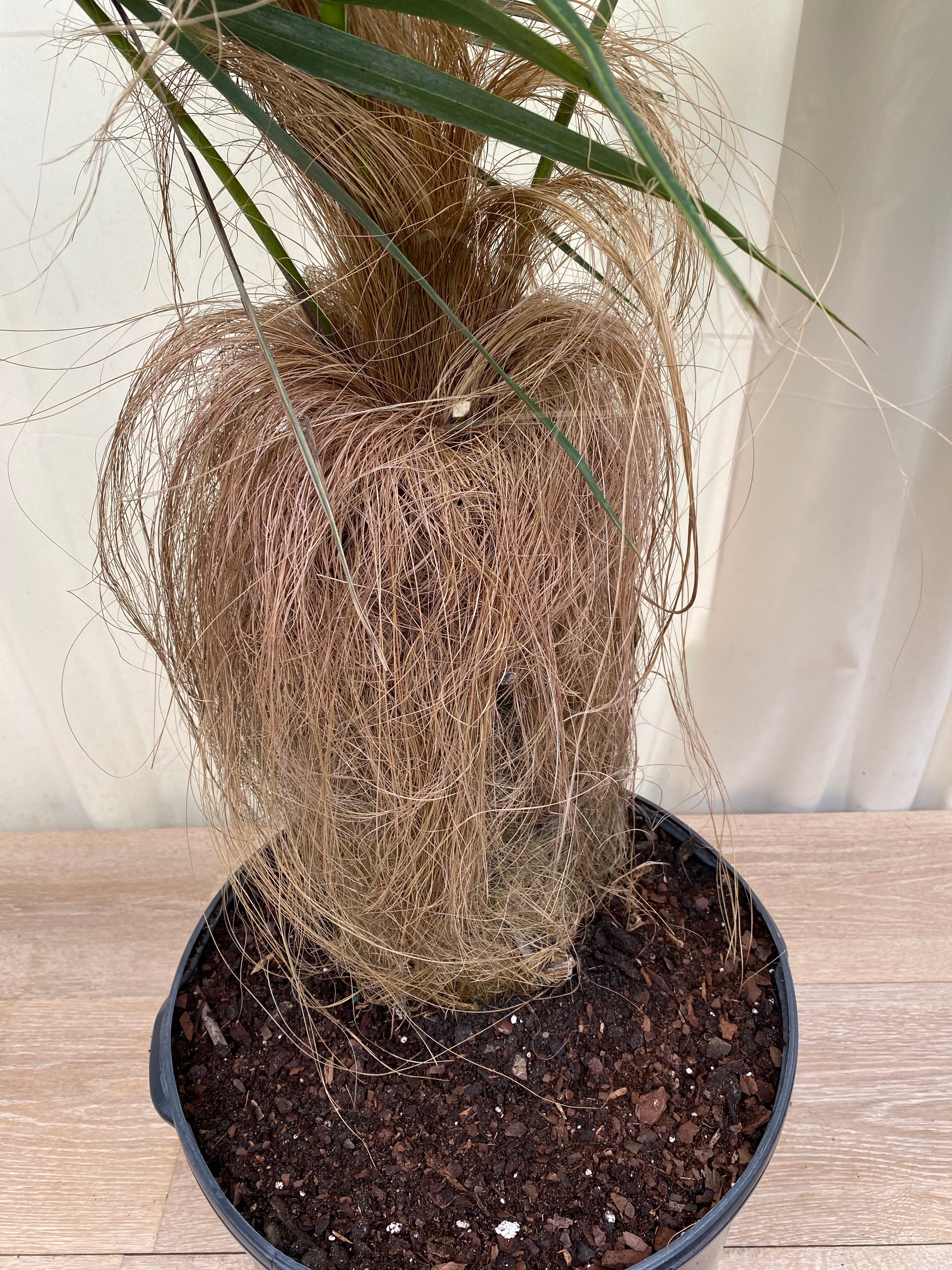 roots of Old Man Palm, Rare and Exotic Palma Petate
