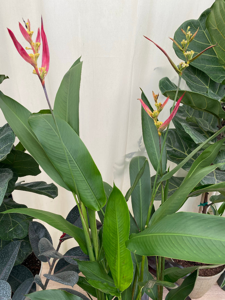 Potted Heliconia psittacorum &