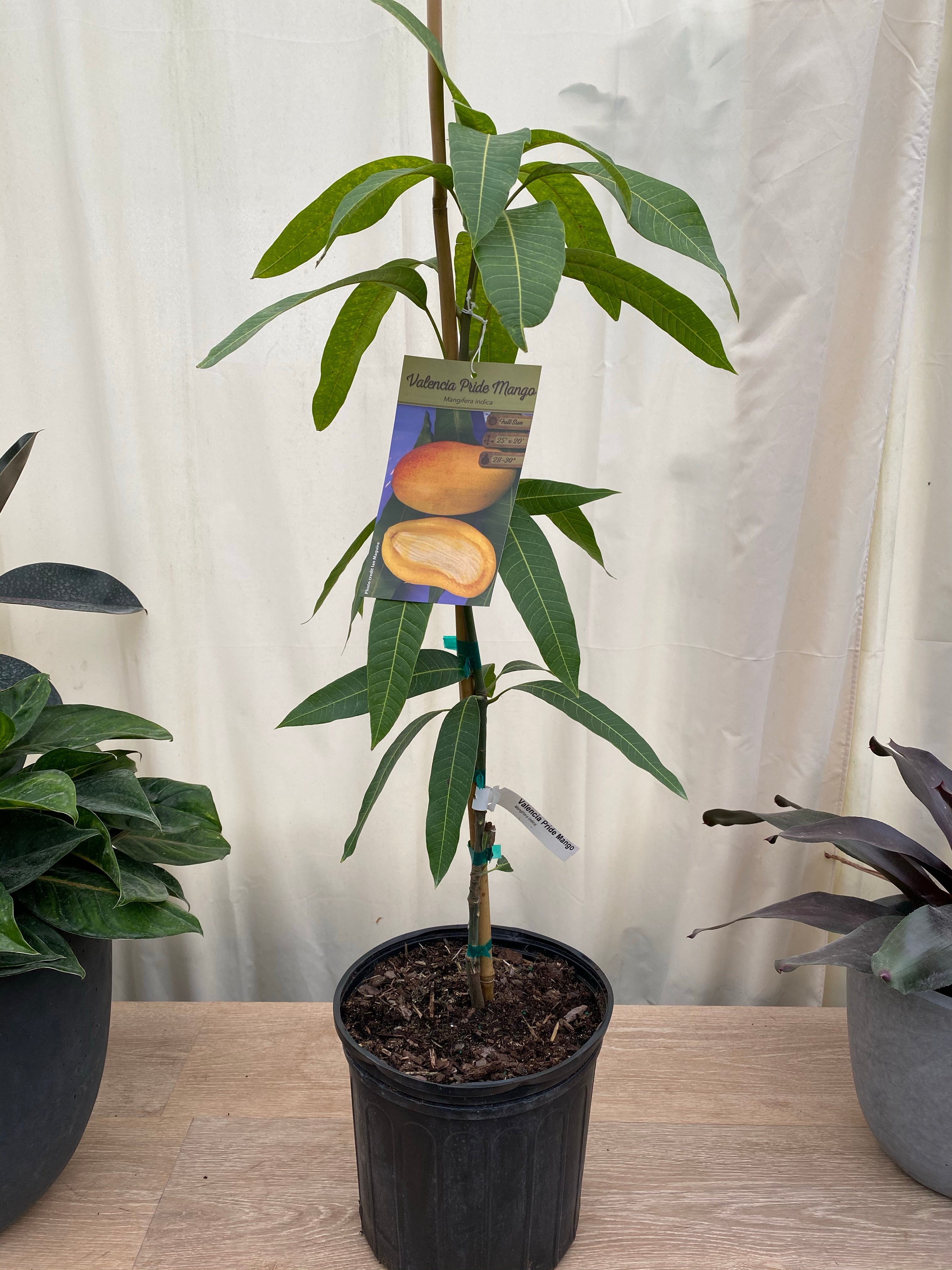 Valencia Pride Mango Fruit Tree, Mangifera indica