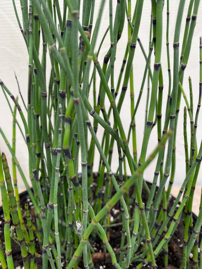 Horsetail Reed Grass, Equisetum Hyemale