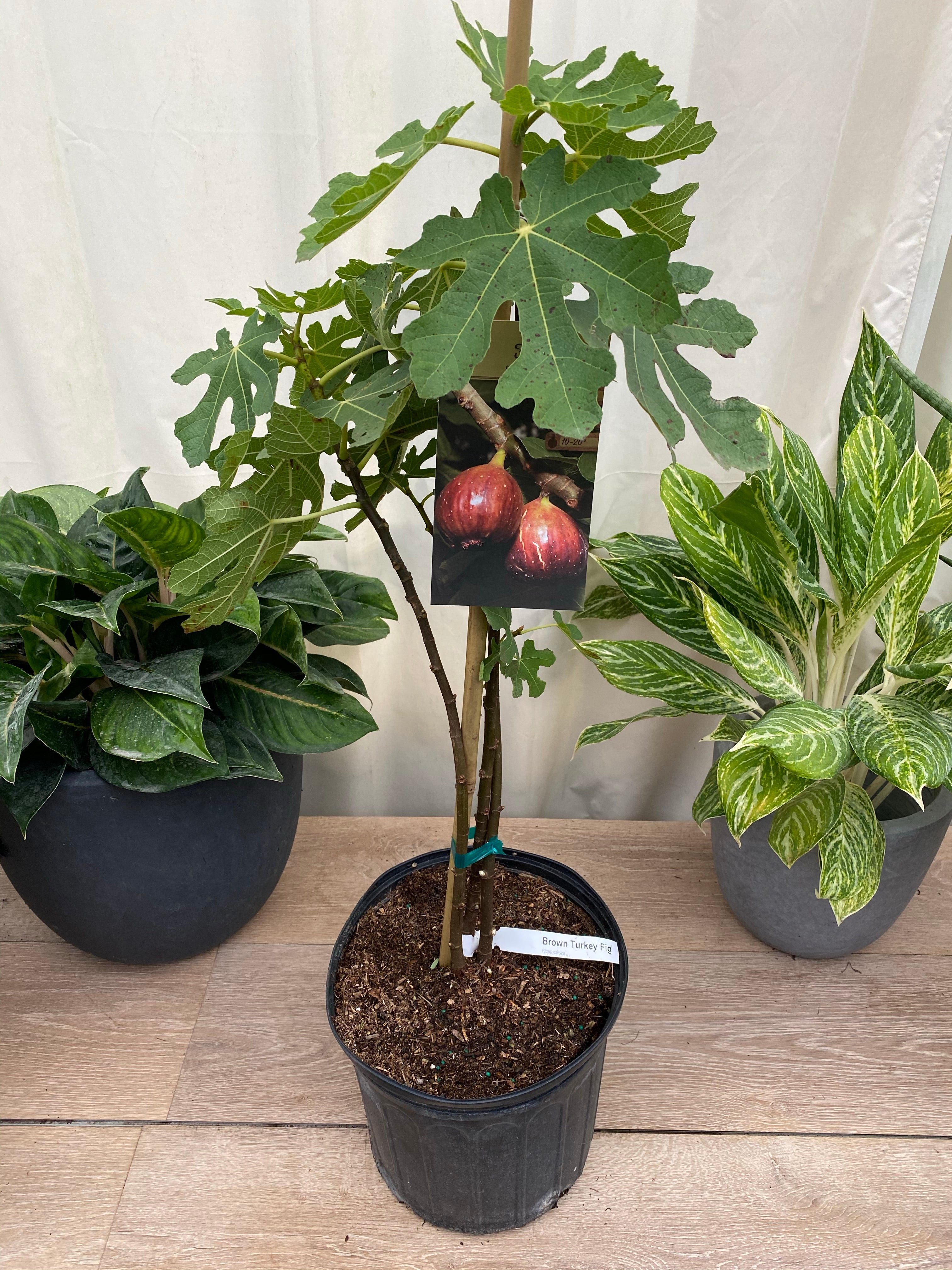 Fig Tree, Higo, Brown Turkey Fig Fruit, Ficus Carica in a pot