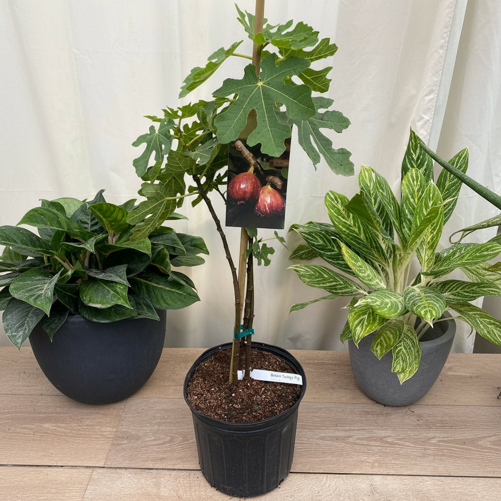 Fig Tree, Higo, Brown Turkey Fig Fruit, Ficus Carica in a pot