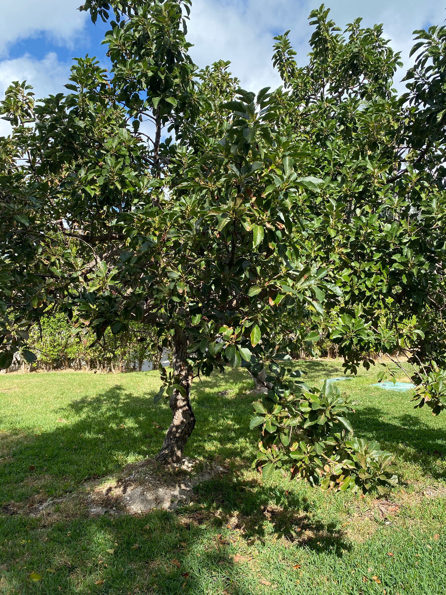 Green Donnie Avocado fruit growing on a tree.