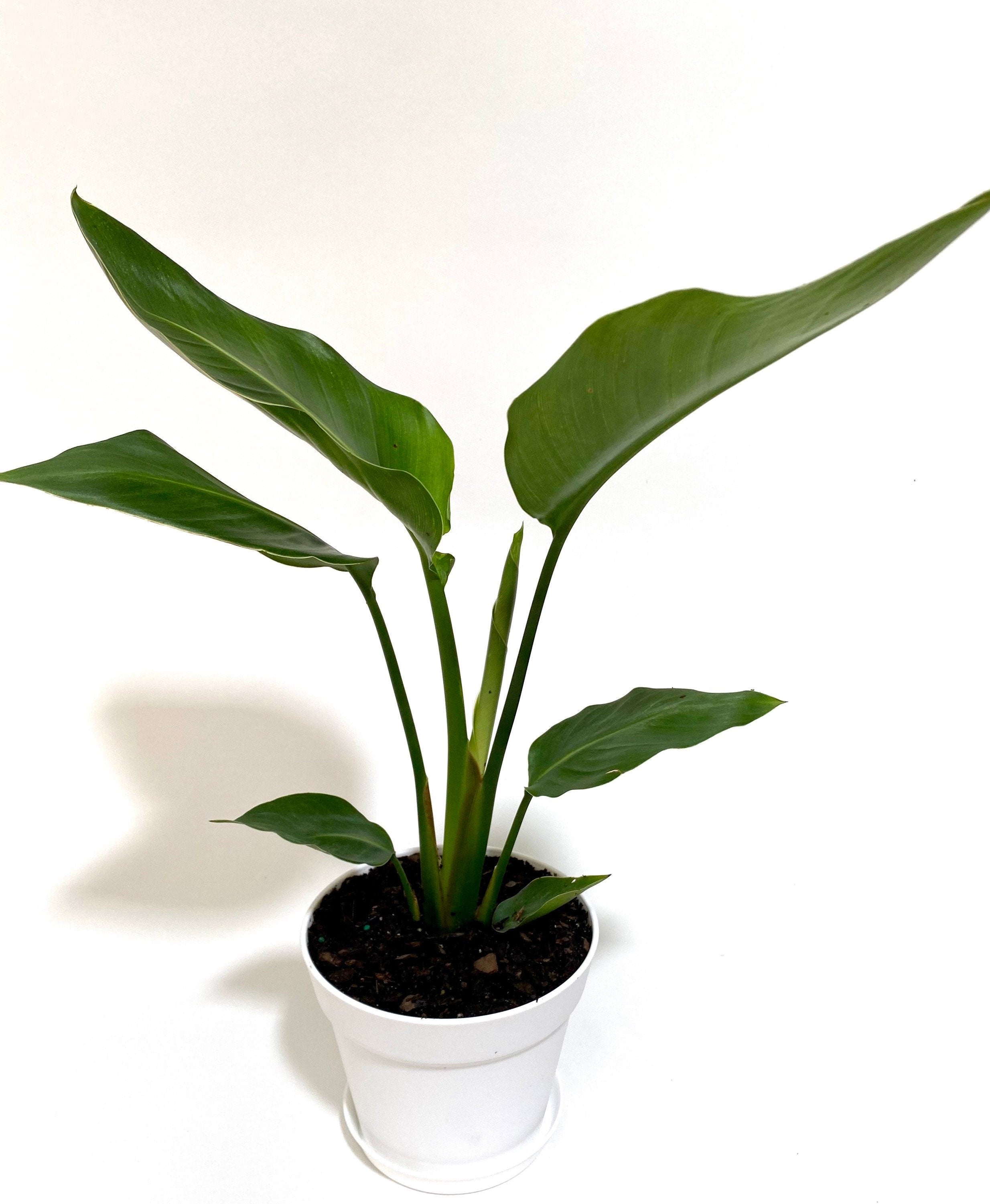White Bird of Paradise in Deco Planter in a pot