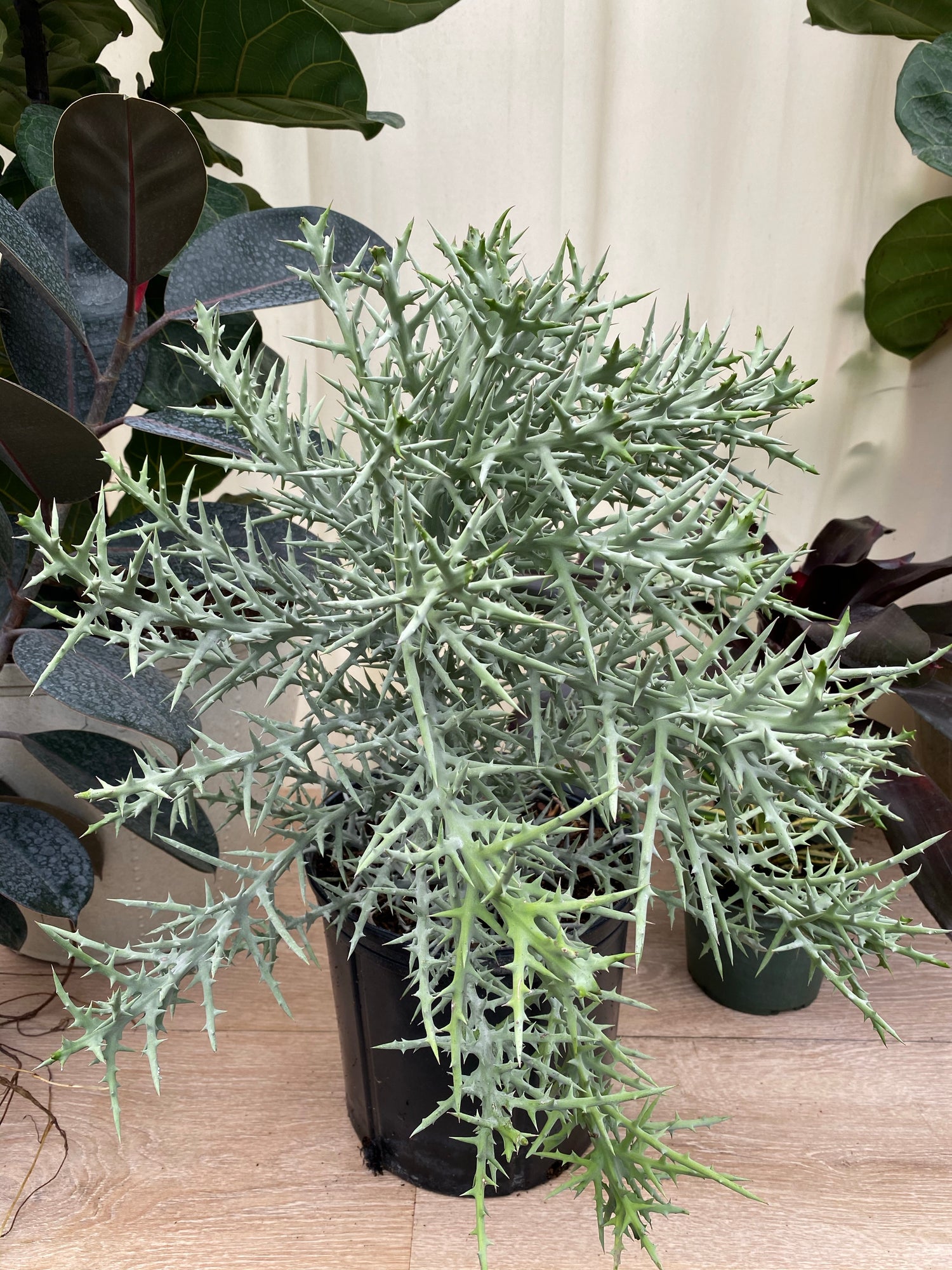 Euphorbia Stenoclada Exotic African Cactus