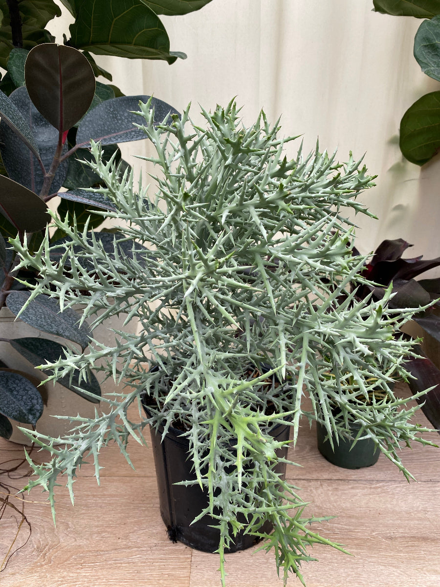 Potted Euphorbia stenoclada (Silver Thicket) plants in a nursery