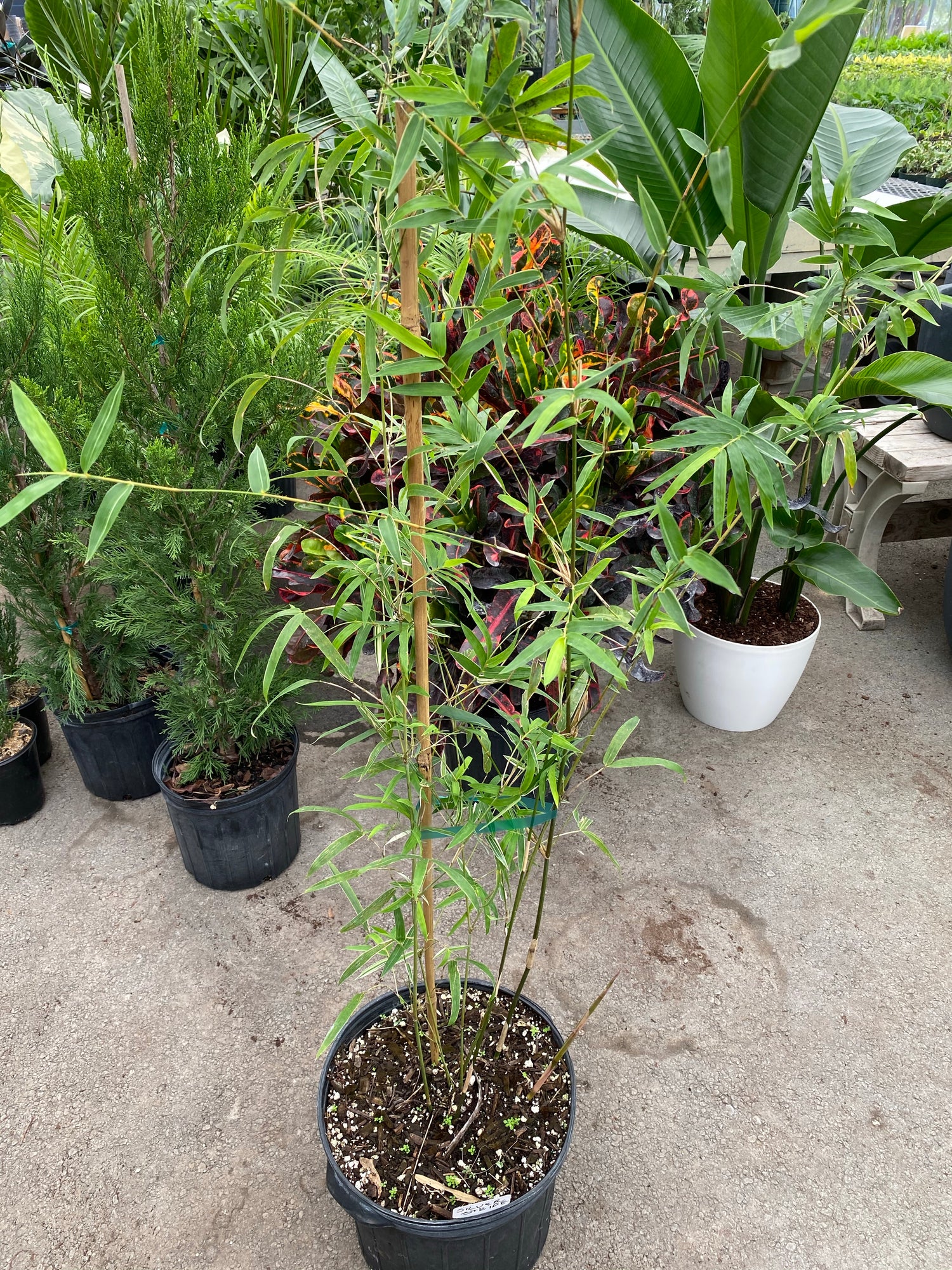 Silverstripe Bamboo Bambusa multiplex in a pot