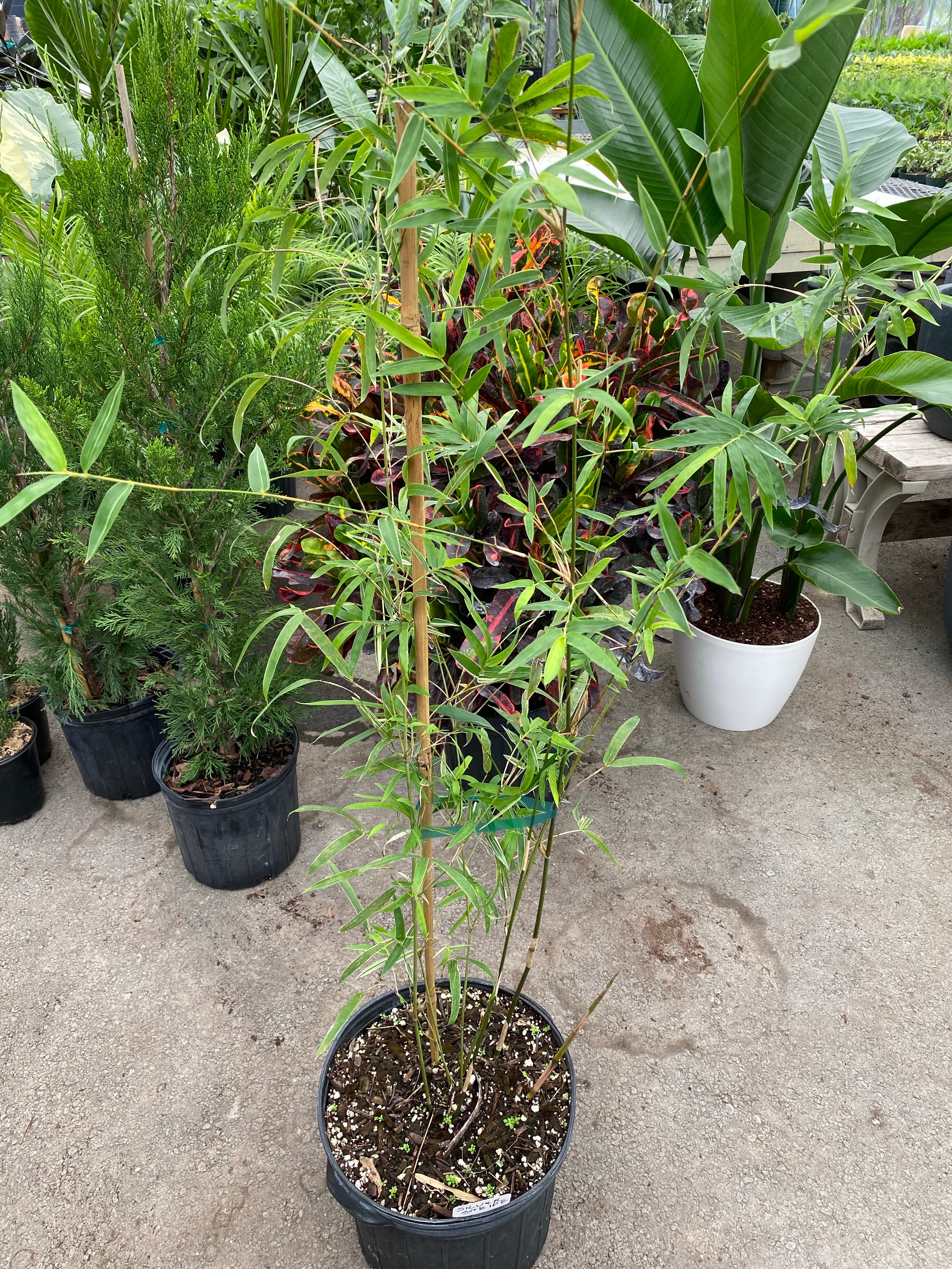 Silverstripe Bamboo Bambusa multiplex in a pot