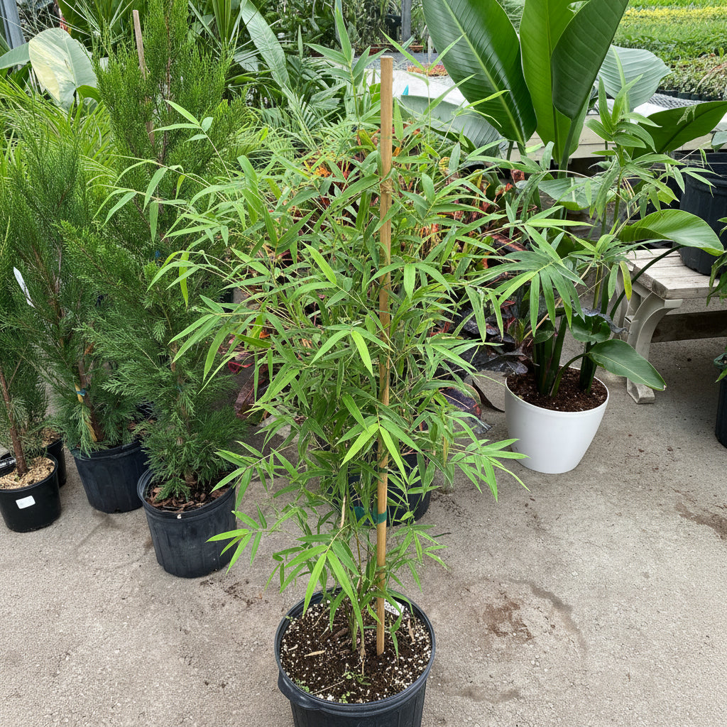 Silverstripe Bamboo Bambusa multiplex in a pot