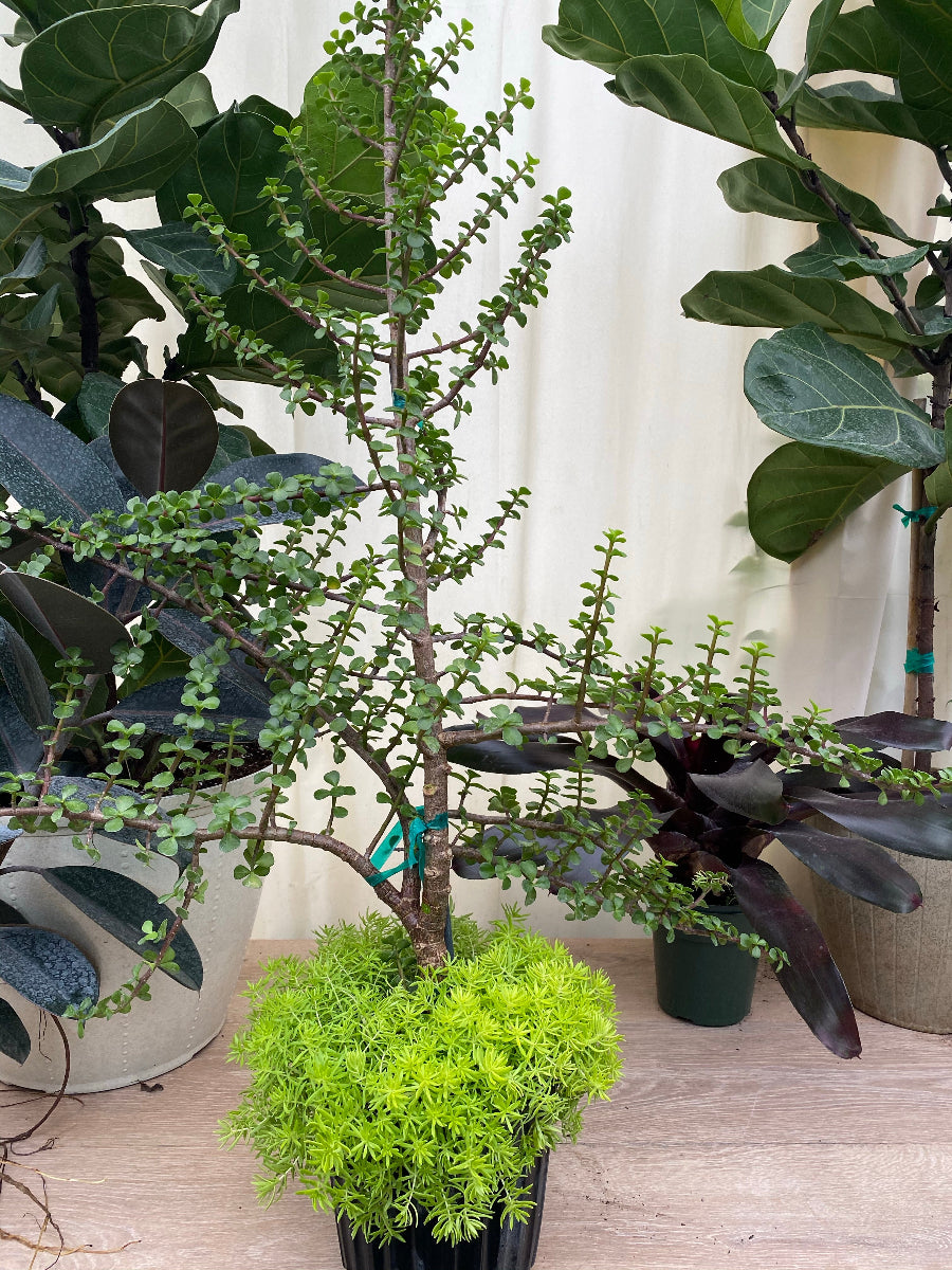 A potted Serissa Foetida Japonica