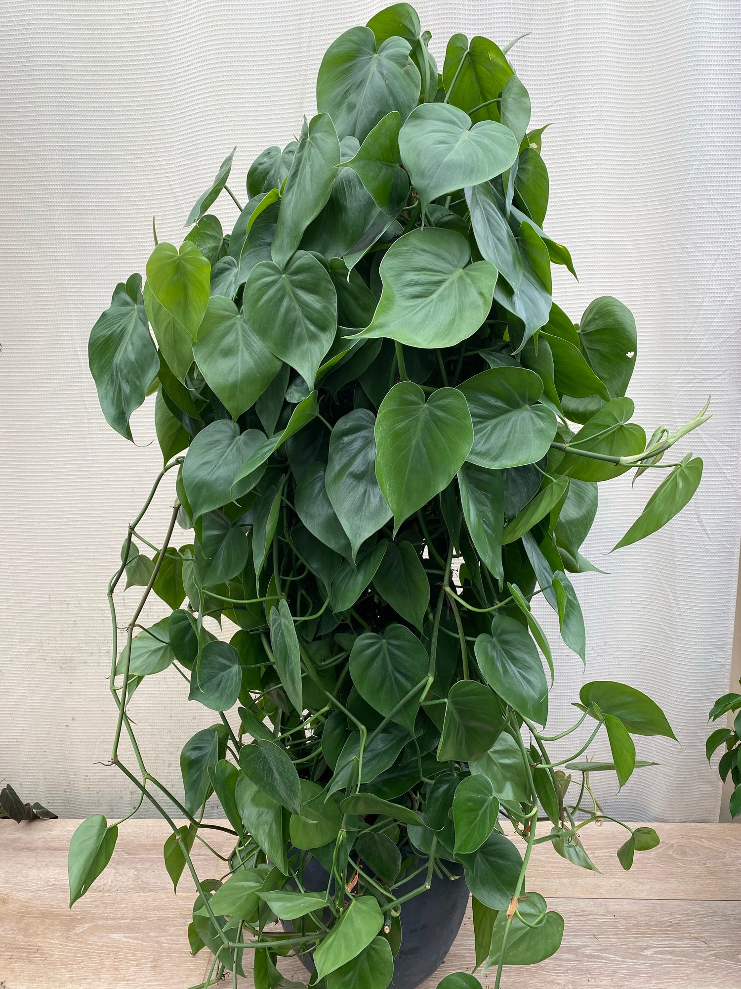 Philodendron Heart Leaf in Trellis, Live Sweetheart Plant