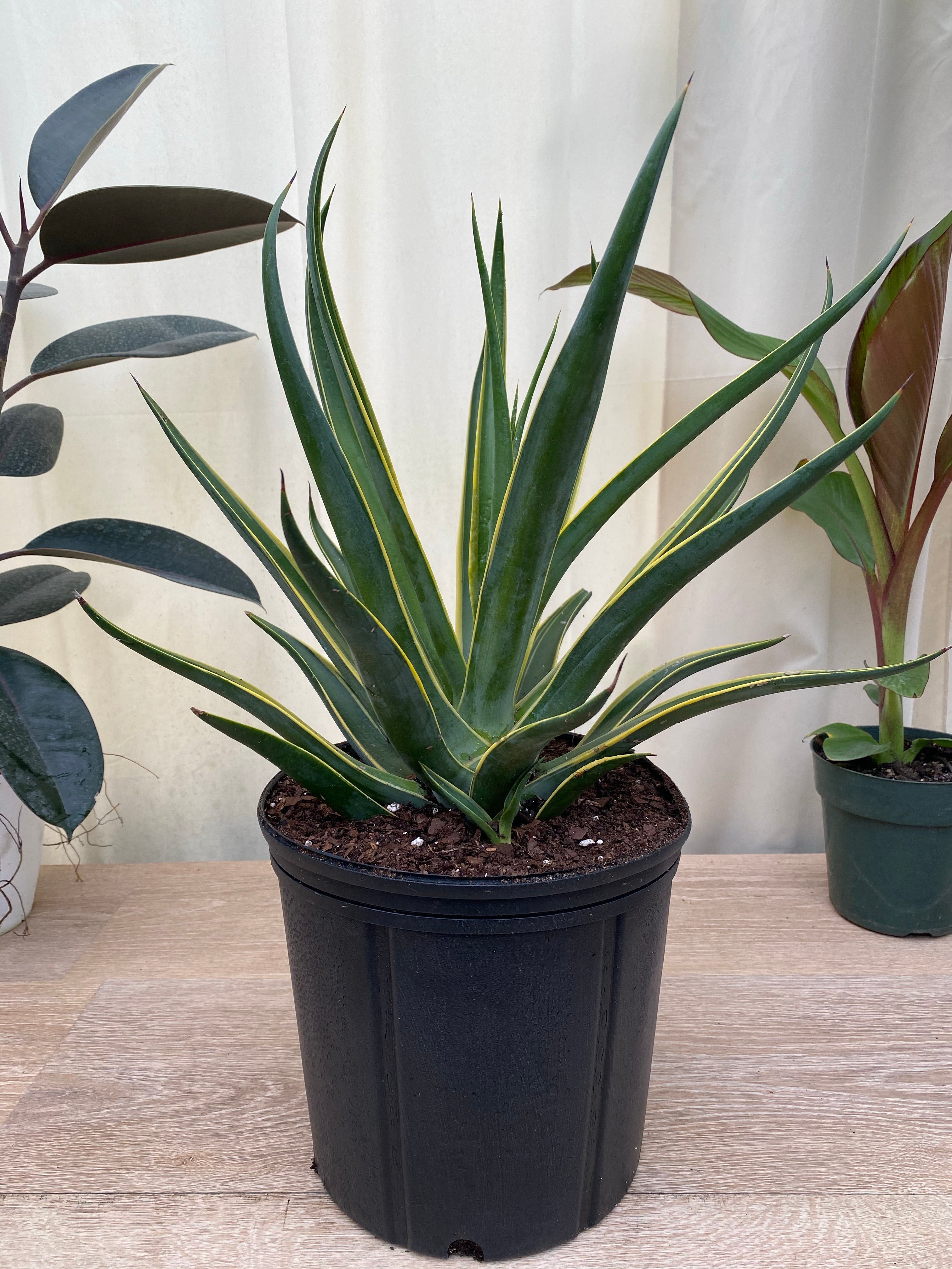 Agave Desmettiana Variegata Dwarf Century Plant