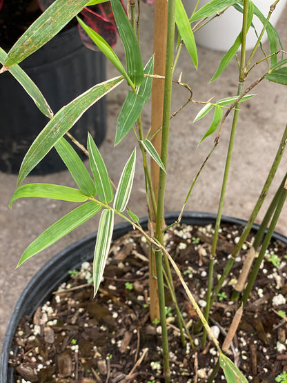 Silverstripe Bamboo Bambusa multiplex single leaf view