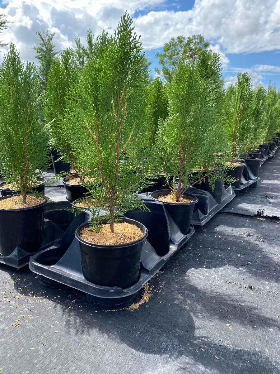 Rows of potted Blue Cone Arborvitae trees in an outdoor nursery.