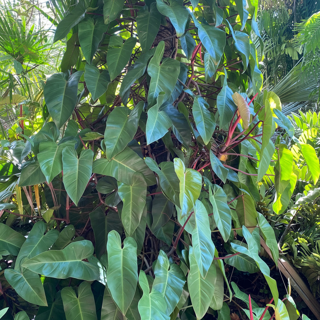 outside view of Philodendron Emerald Red in Trellis Exotic Vining Plants