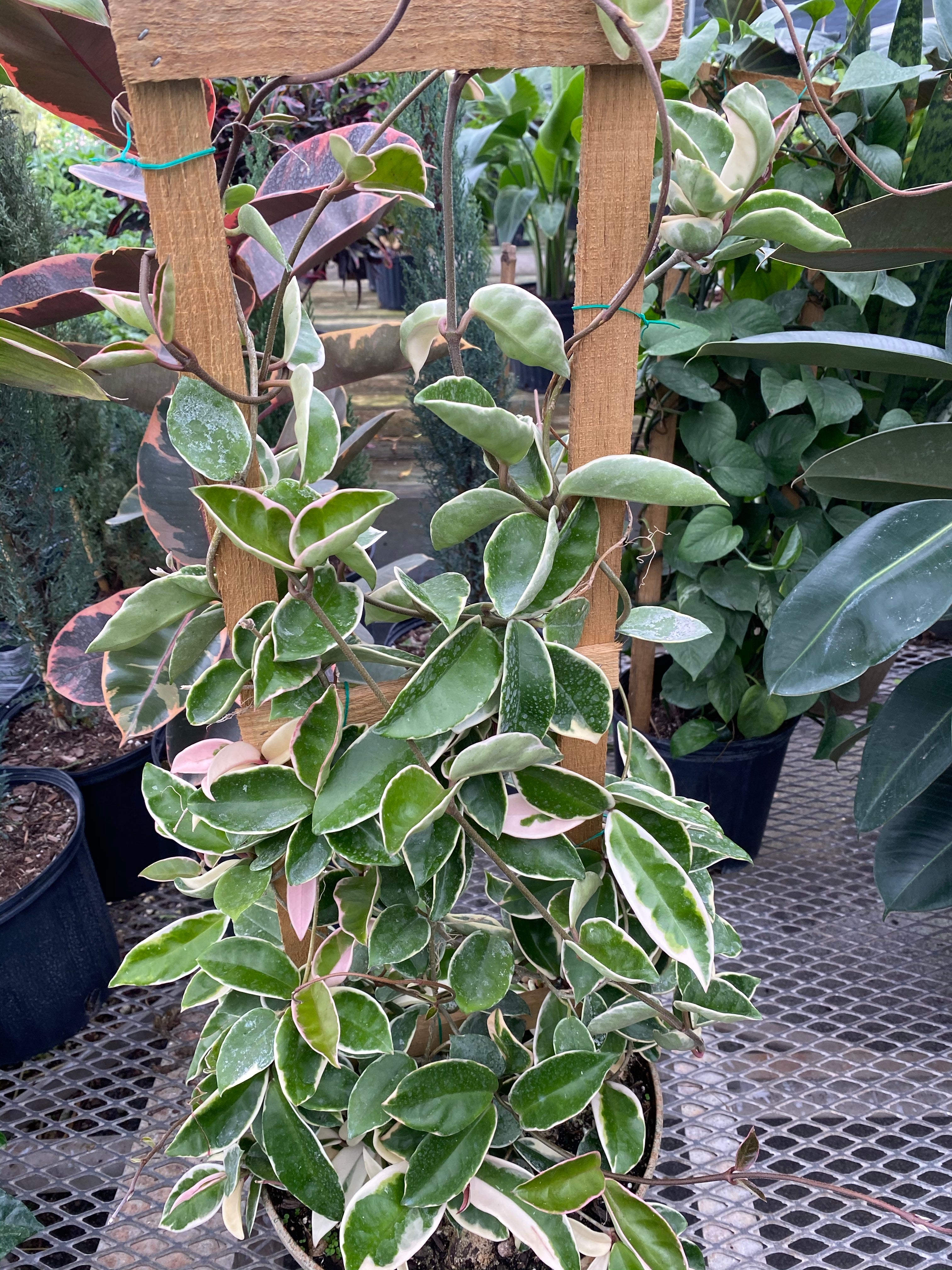 Hoya Krimson Queen in Trellis, Hoya Carnosa Variegated on a wood
