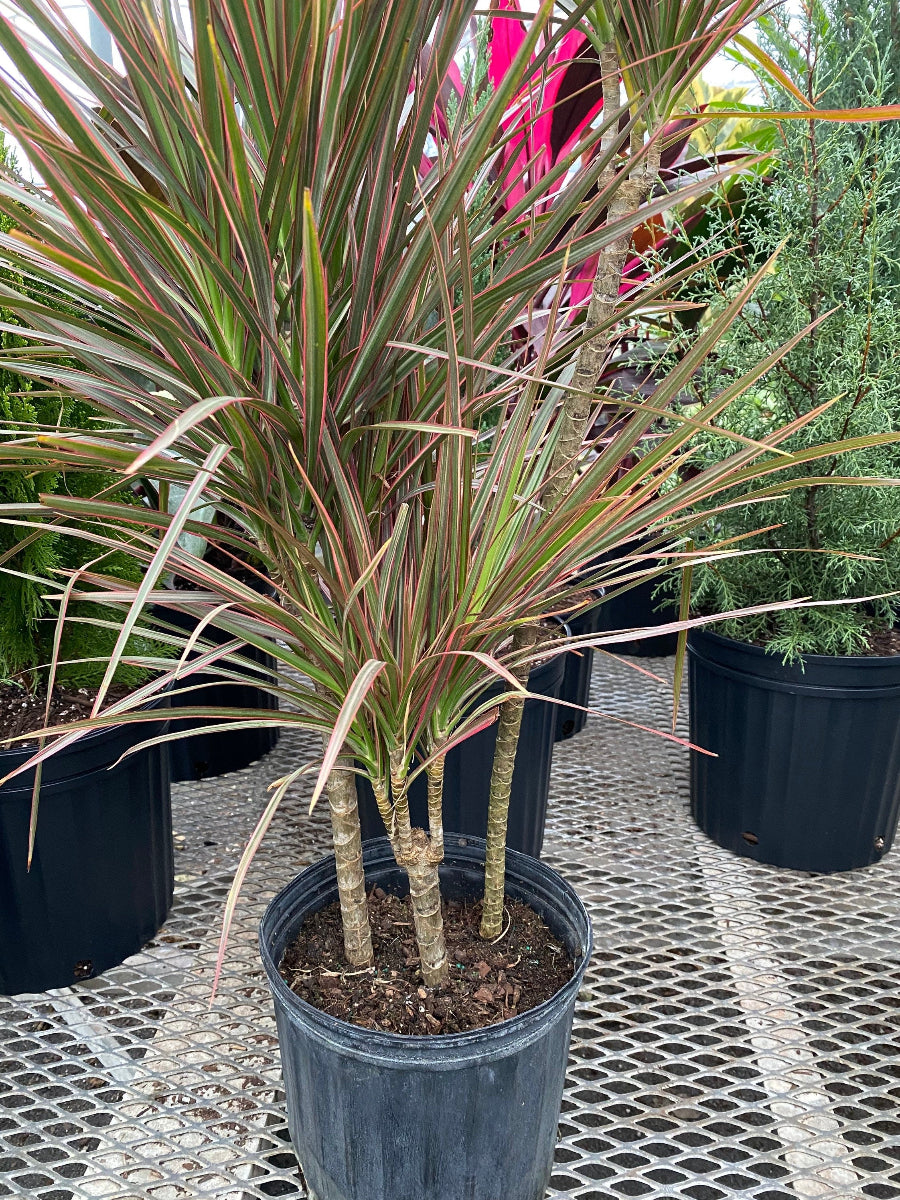 A potted Dracaena Dragon Tree Magenta Bush with spiky green leaves and reddish-pink edges.