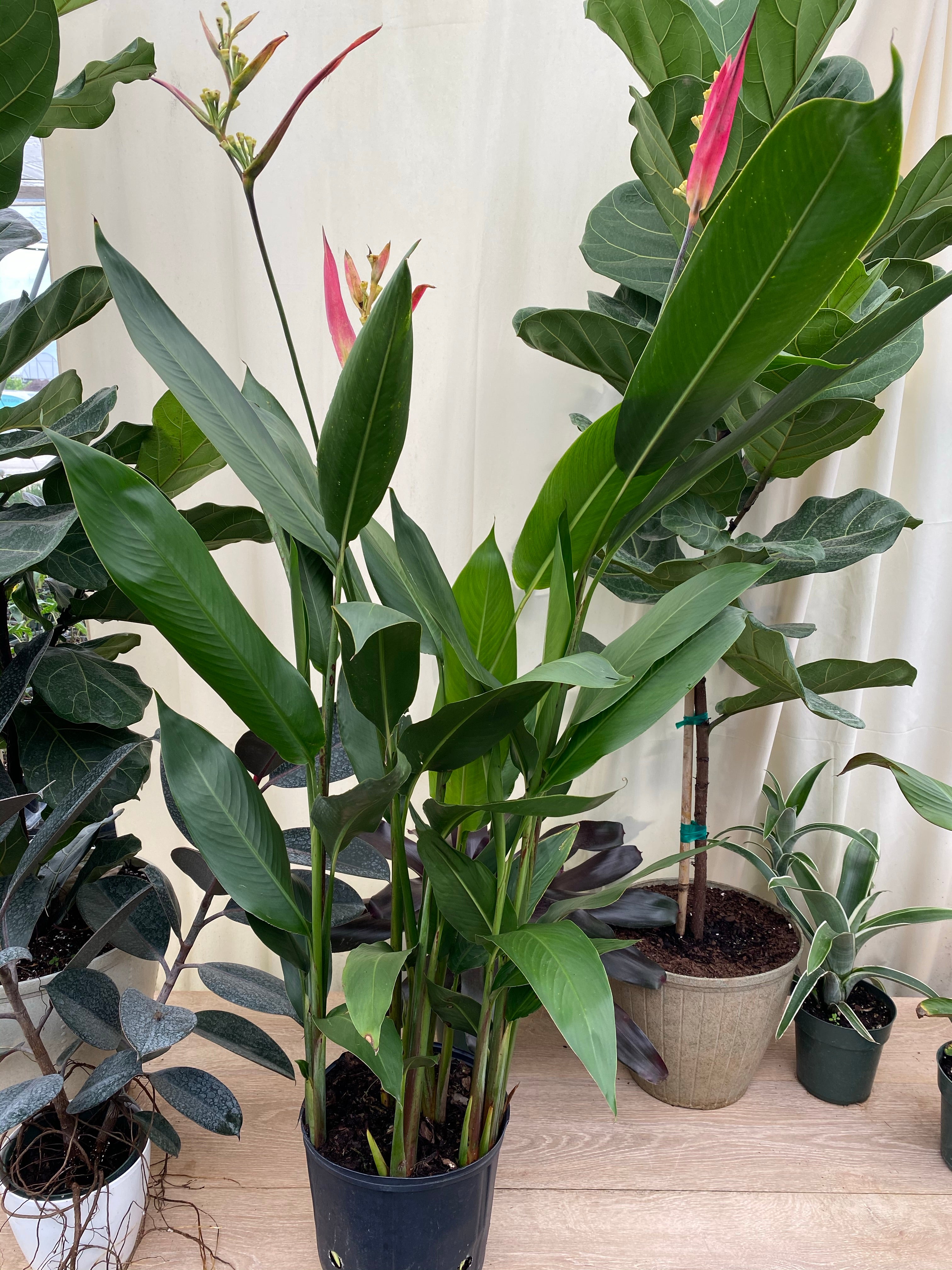 heliconia plant indoor Heliconia psittacorum 'Andromeda'