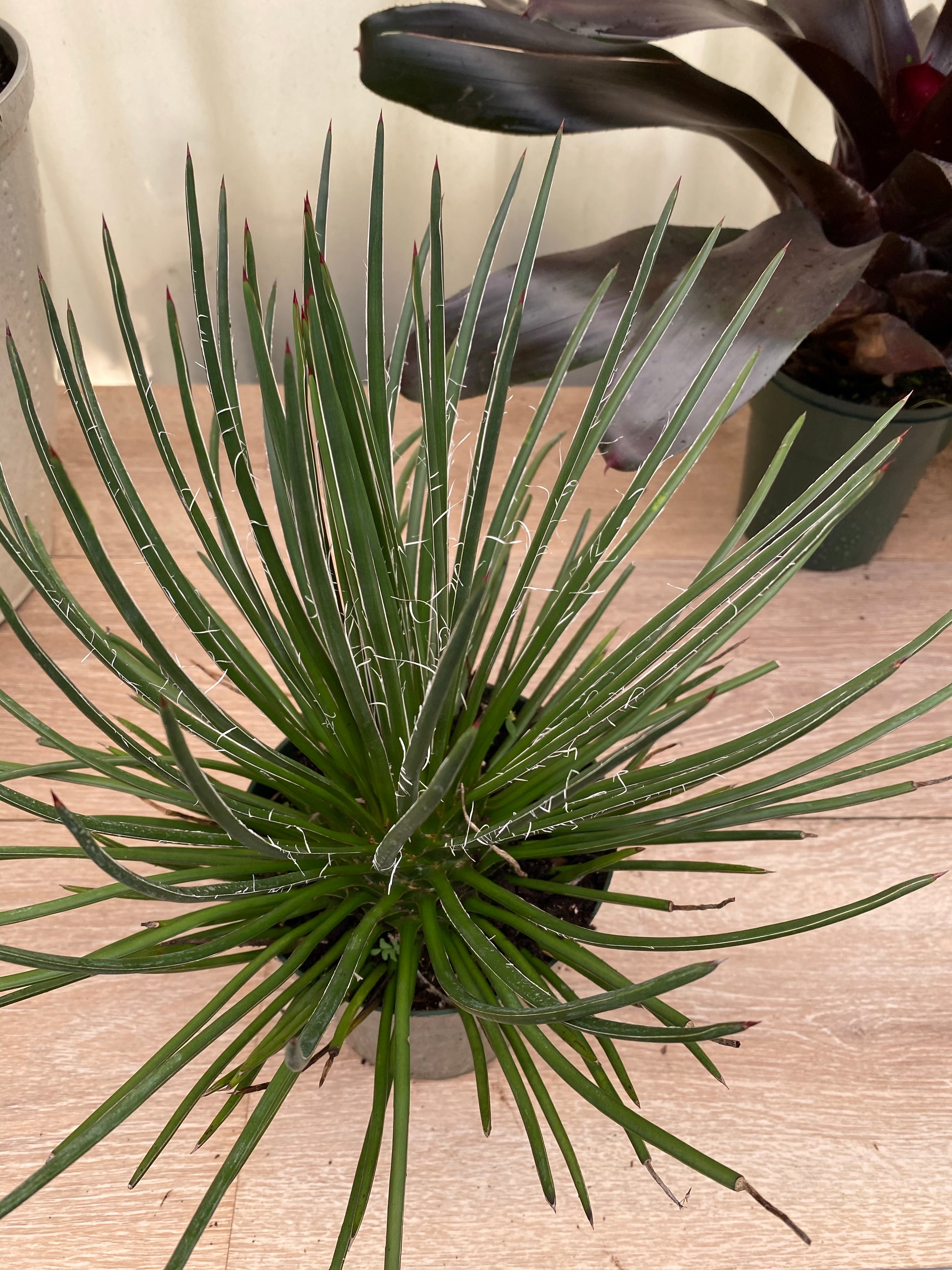 Agave Geminiflora &