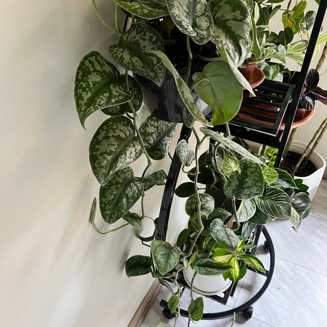 Pothos Silvery Ann, Variegated Green Silver