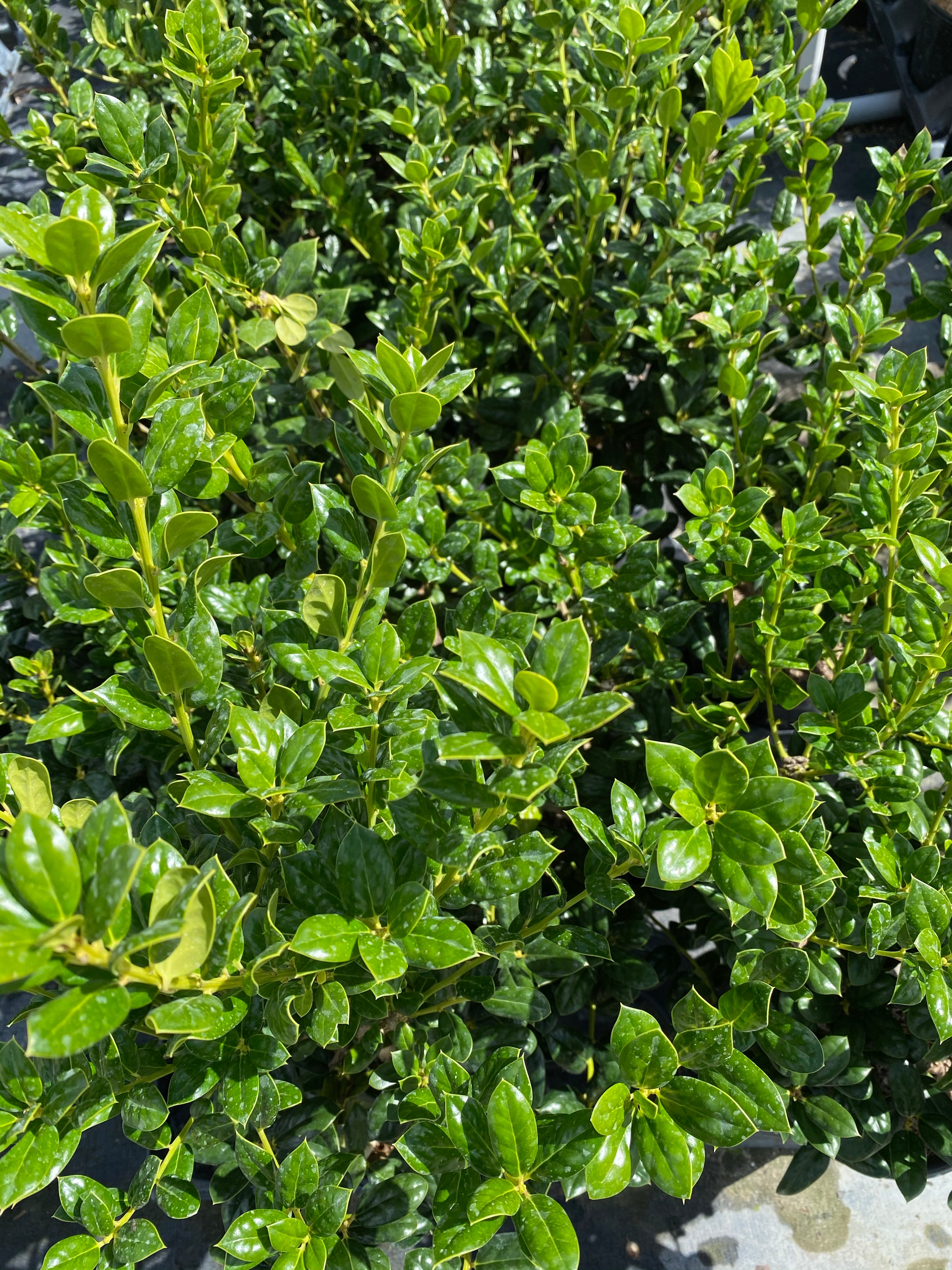 Ilex Cornuta Dwarf Burford Holly