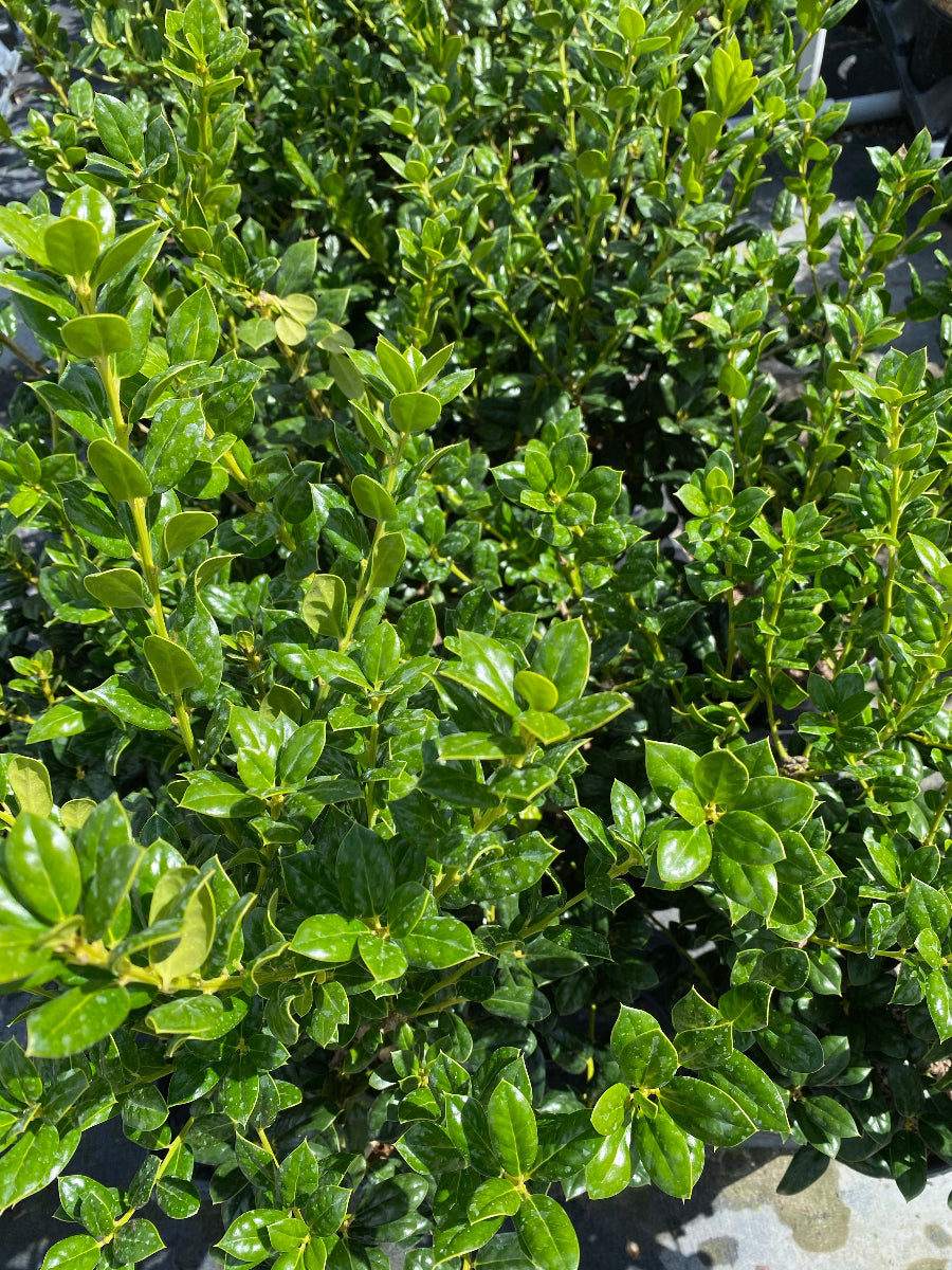 A close-up of an Ilex Cornuta Dwarf Burford Holly shrub with glossy green leaves.