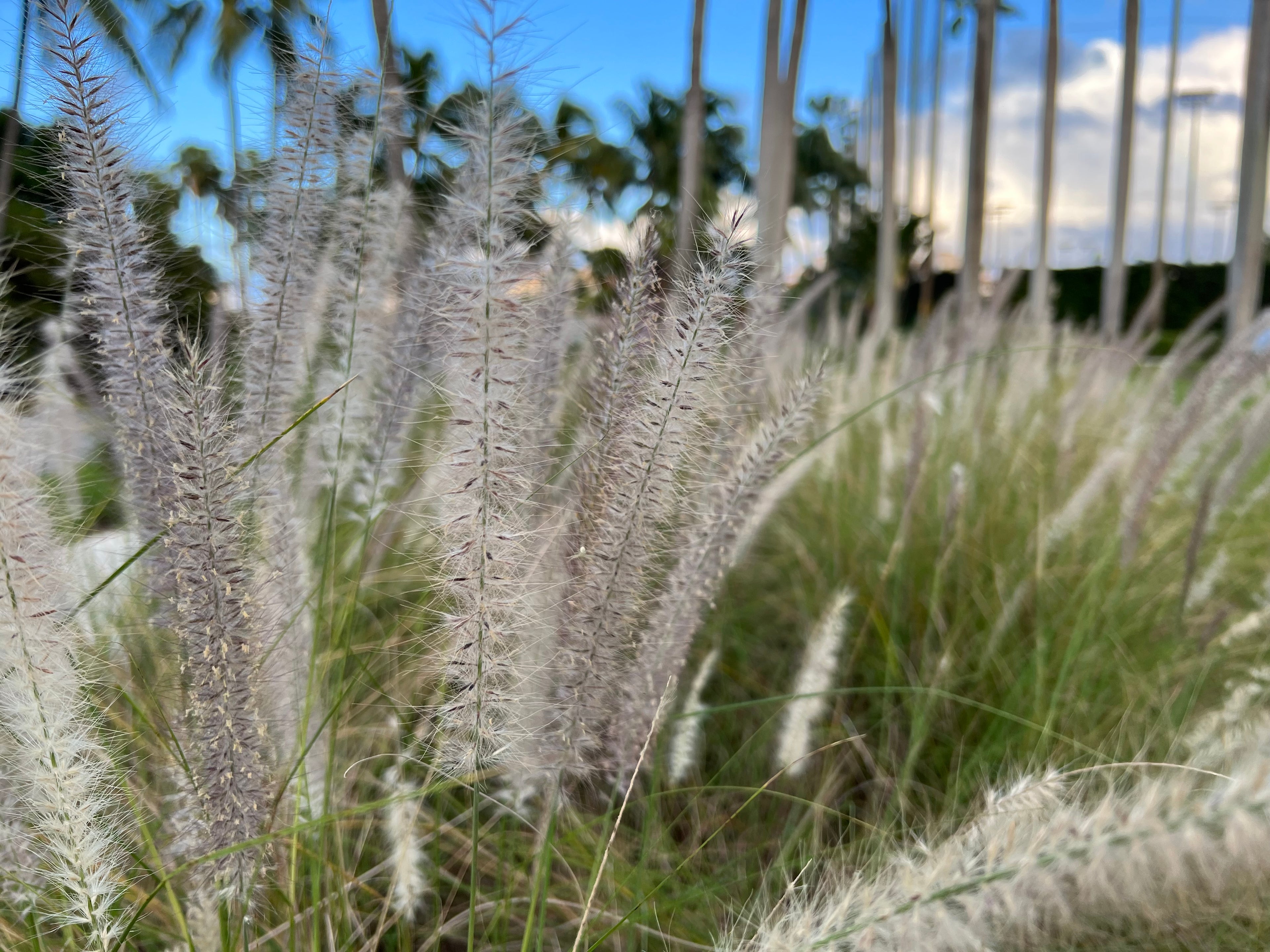 White Fountain Grass