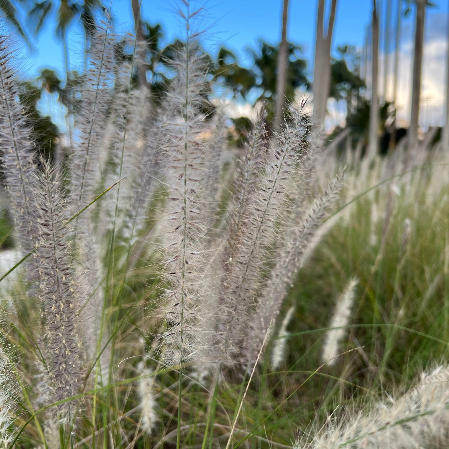 White Fountain Grass, Pennisetum Setaceum planted next to sidewalk blooming