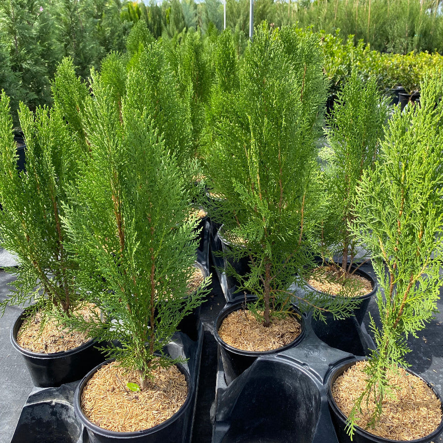 Rows of potted Blue Cone Arborvitae trees in an outdoor nursery.