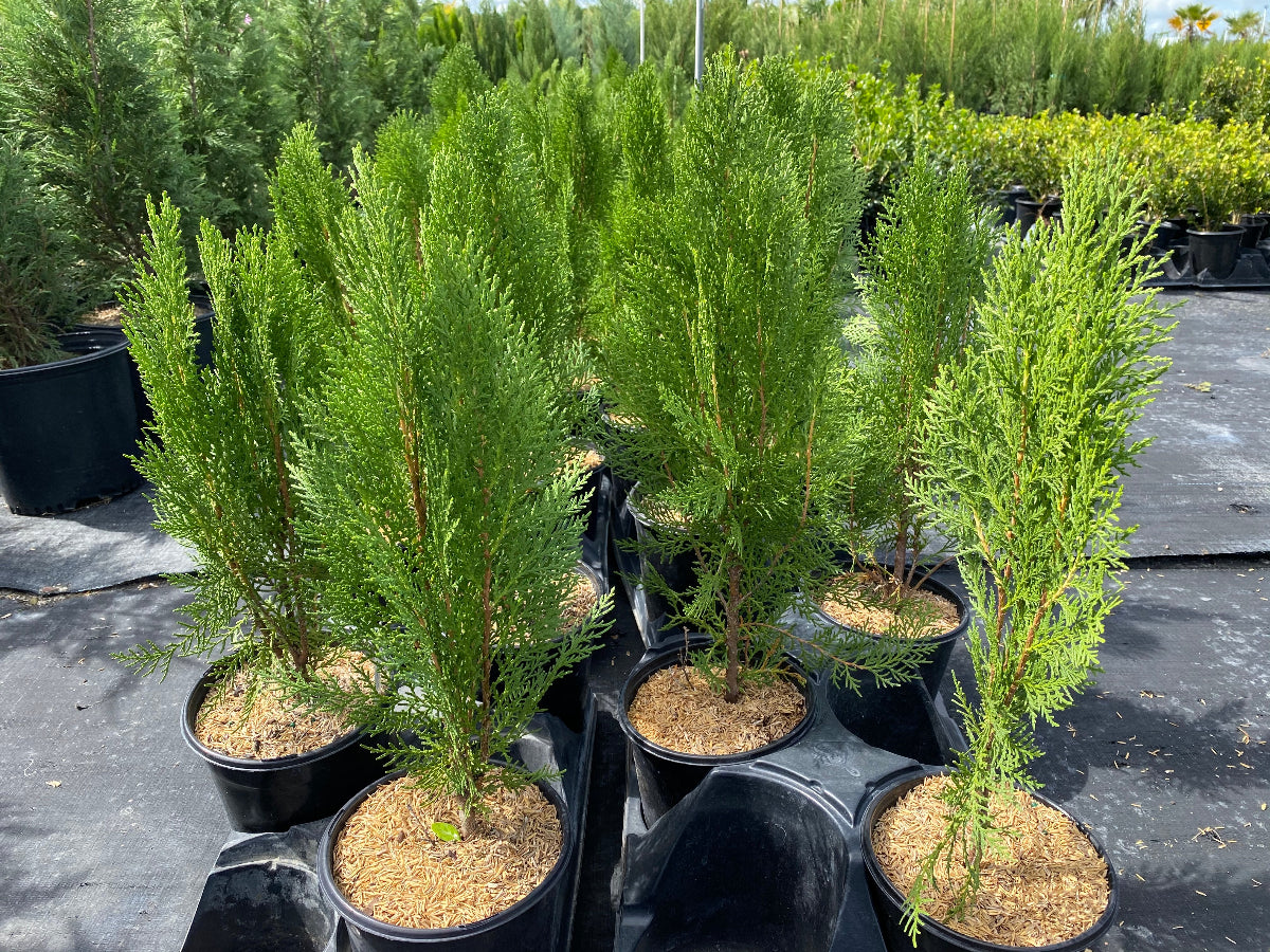 Rows of potted Blue Cone Arborvitae trees in an outdoor nursery.