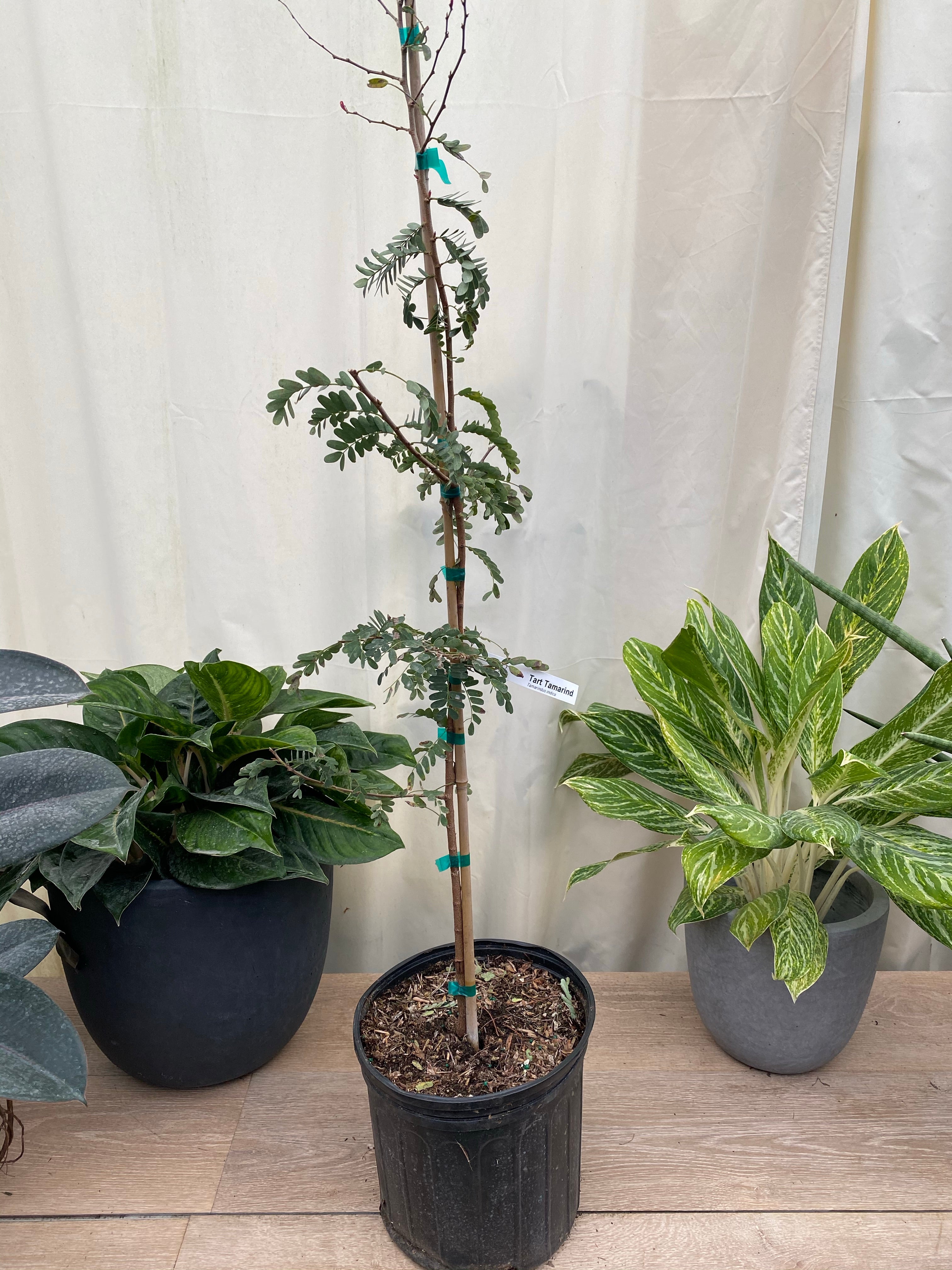 Tart Tamarind Fruit Tree, Tamarindus indica