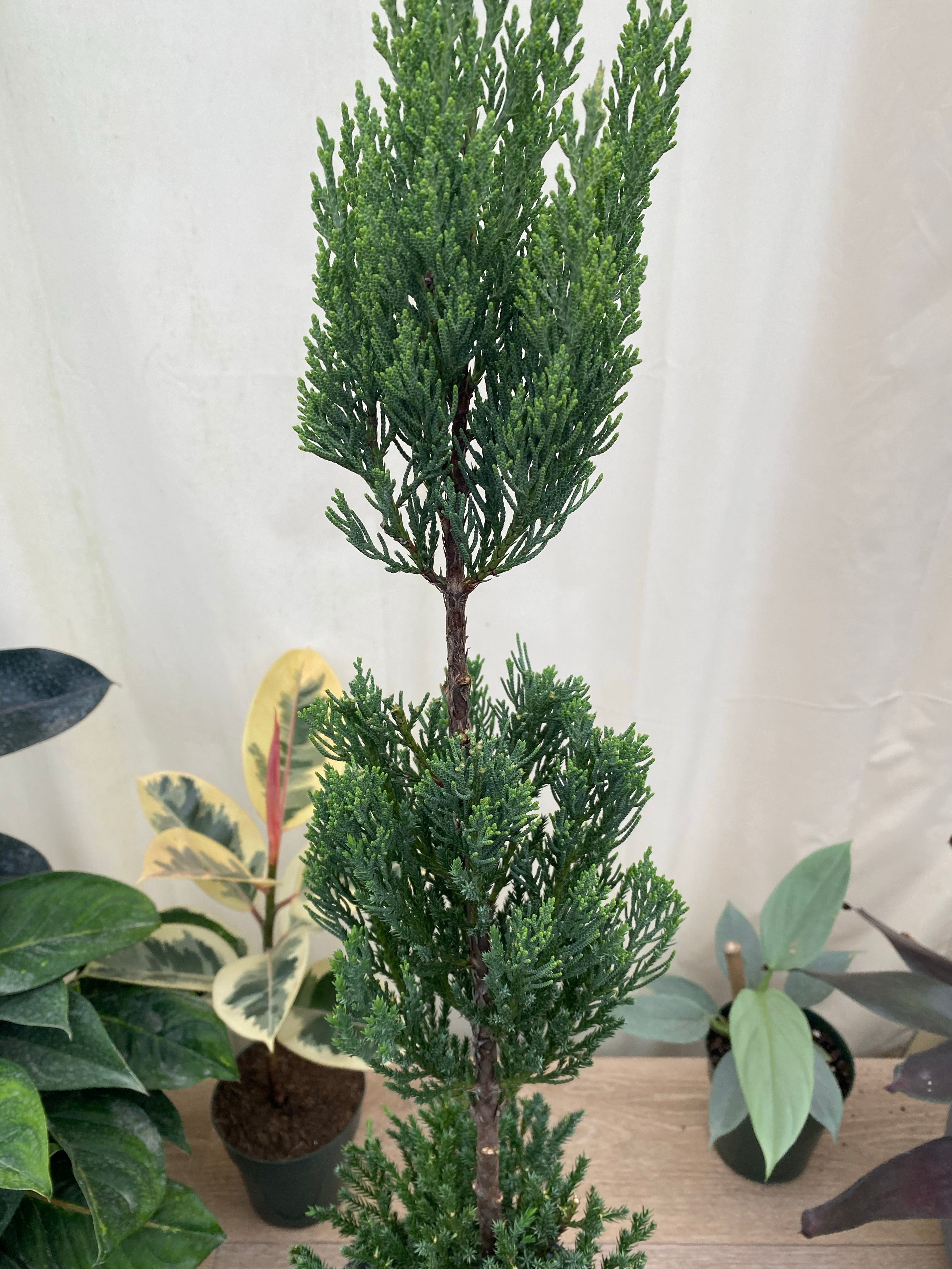 Topiary Triple Ball Blue Point Juniper