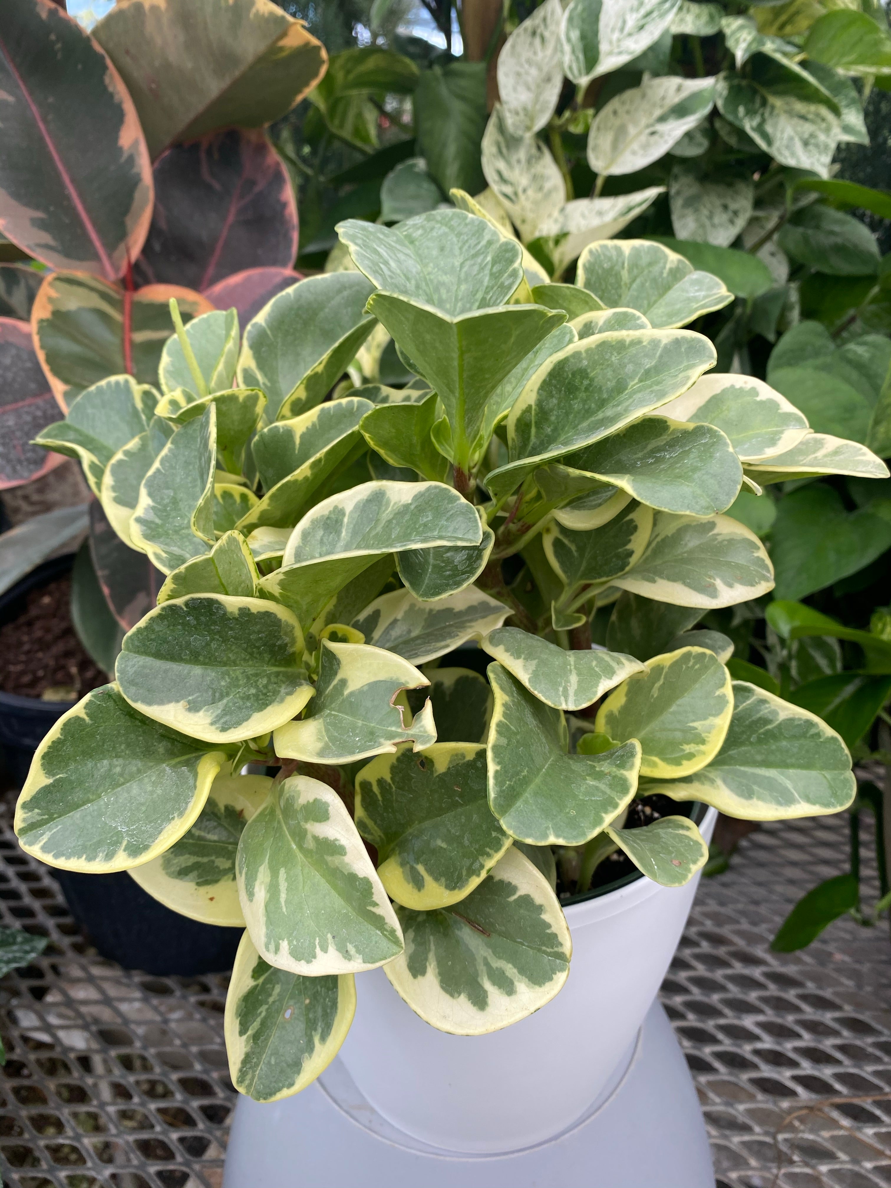upper view of Peperomia Variegated in 6in Deco Pot, Live Indoor Plant, 12-14in Overall Height