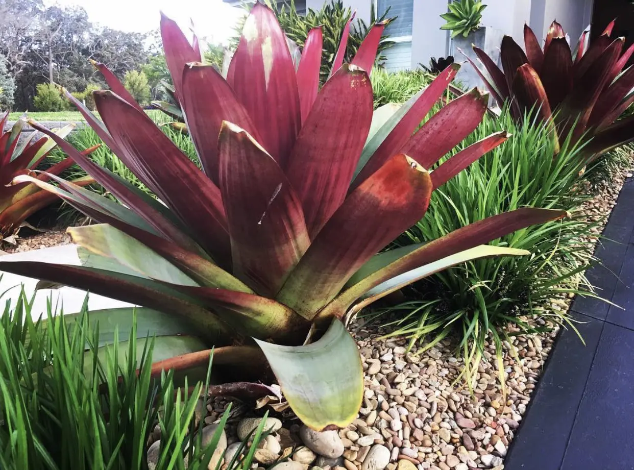 Bromeliad Alcantarea imperialis