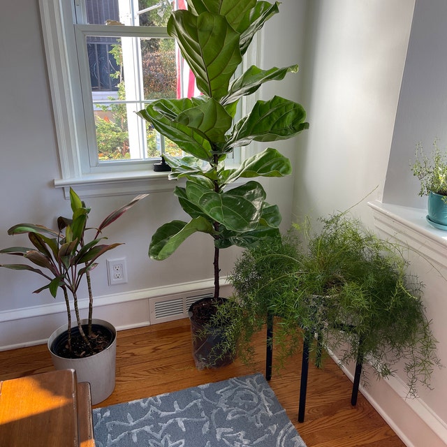 fordel indrømme Haiku Ficus Lyrata Tree Form Single, Fiddle Leaf Fig Tree – Eureka Farms