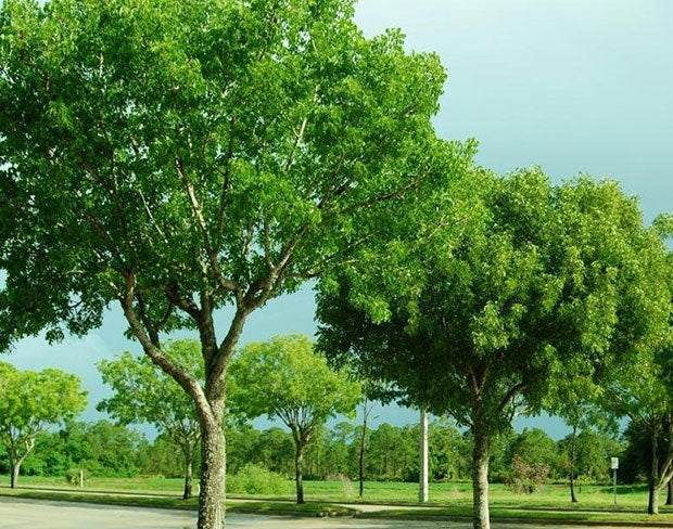 multple Mahogany Tree, Swietenia mahagoni