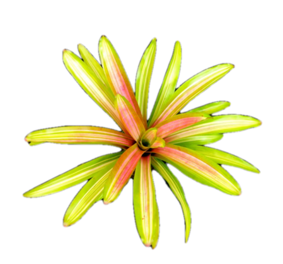 A top-down view of a Bromeliad featuring a striking rosette of yellow-green leaves with vibrant reddish-pink centers
