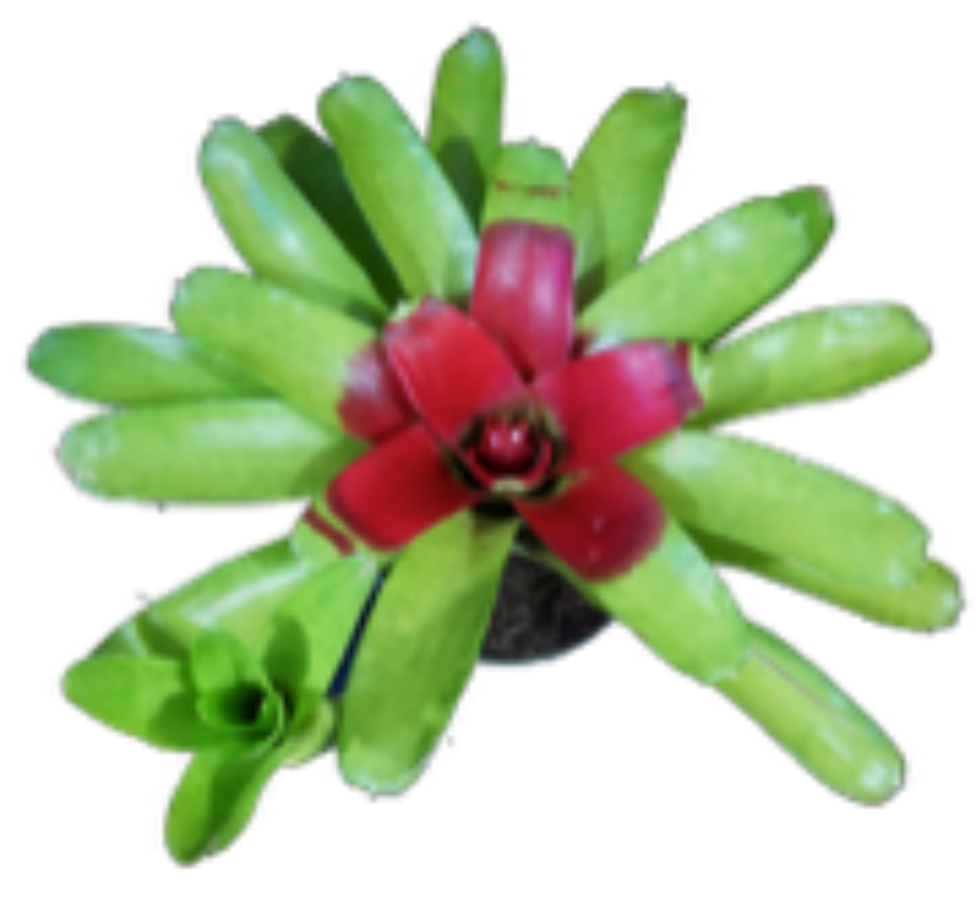 A top-down view of a Bromeliad, Neoregelia mcwilliamsii, featuring a striking rosette of bright green leaves
