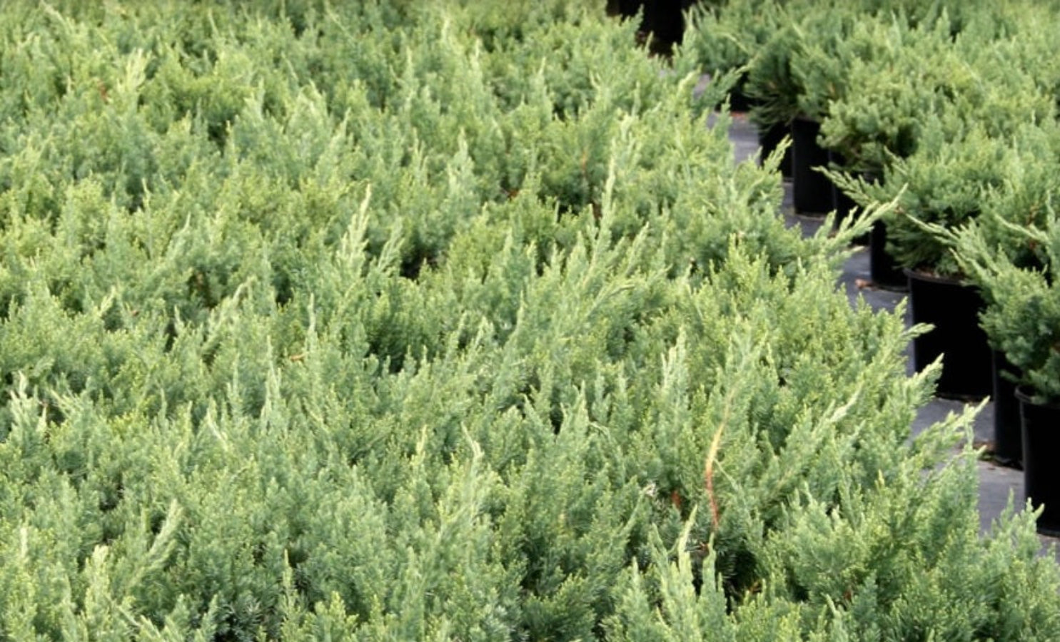 A Parsonii Juniper Shrub with dense, textured green foliage.