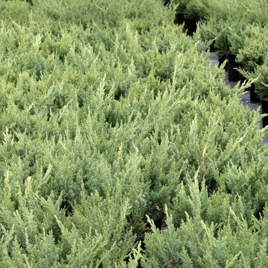 A Parsonii Juniper Shrub with dense, textured green foliage.