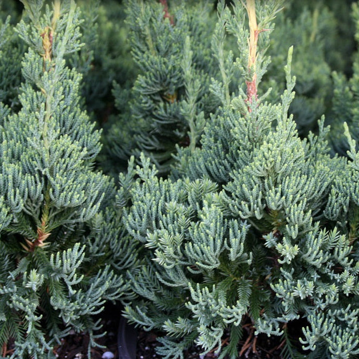 Robusta Green Juniper, Juniperus chinensis, Christmas tree close up of juniper