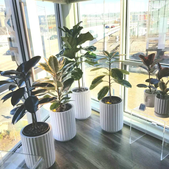 Ficus Tineke Tree Form Double, Variegated Rubber Tree in corner