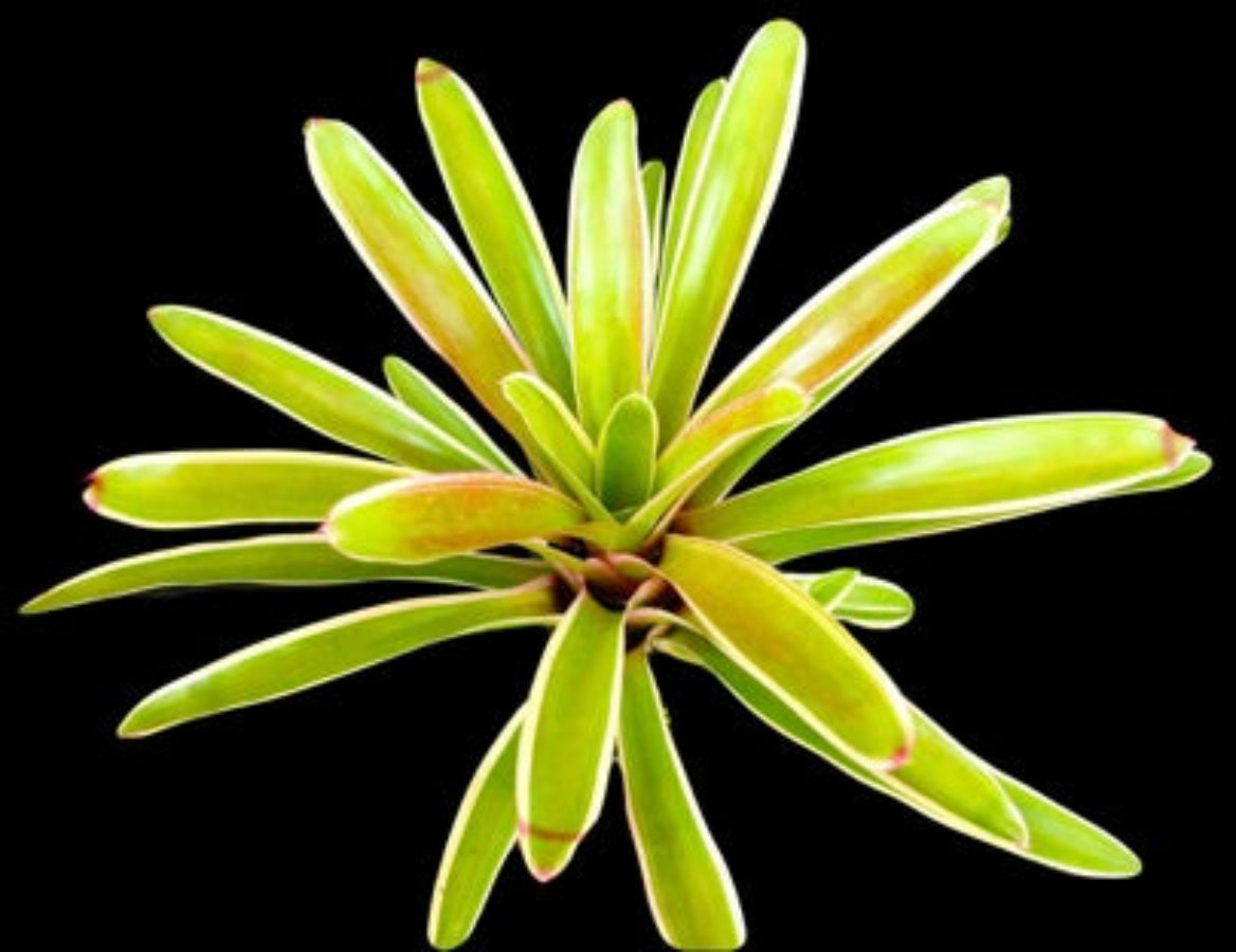 A top-down view of a Bromeliad, Neoregelia Sheeba, featuring a striking rosette of bright green leaves