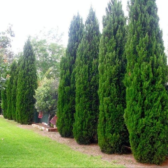 Spartan Juniper Tree, Juniperus chinensis