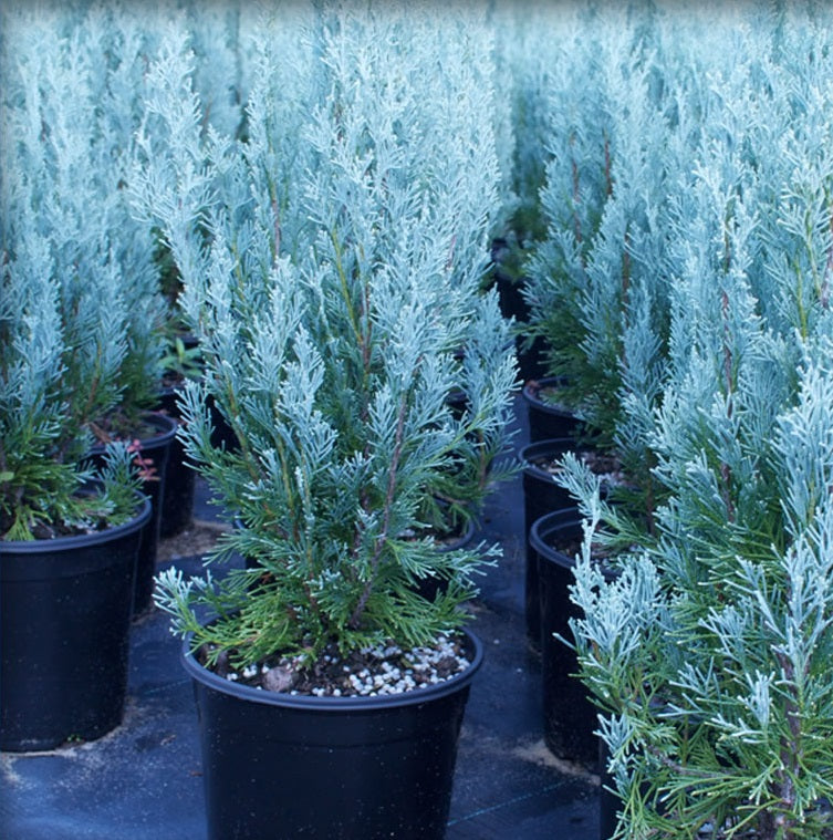 Wichita Blue, Rocky Mountain Juniper