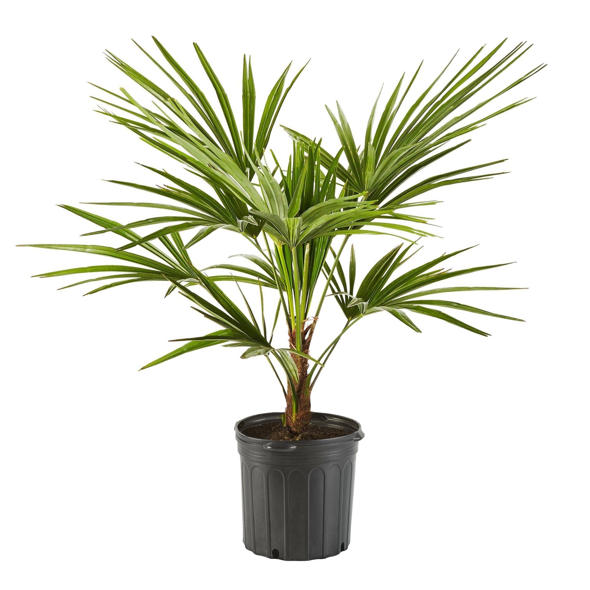 Young windmill palm with upright fan-shaped green fronds and a slender textured trunk growing in a 2 gallon black nursery pot against a white background.